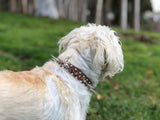 Spiked Collar